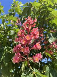 Attēlu rezultāti vaicājumam “Aesculus”