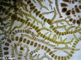 Attēlu rezultāti vaicājumam “Batrachospermum moniliforme”