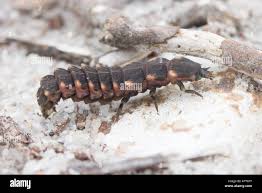 Attēlu rezultāti vaicājumam “Lampyris noctiluca larva”