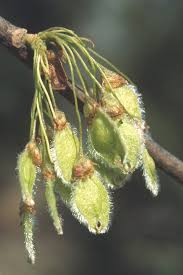 Attēlu rezultāti vaicājumam “Ulmus laevis fruit”