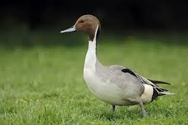 Attēlu rezultāti vaicājumam “Anas acuta male”