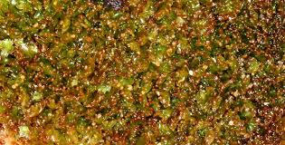 Attēlu rezultāti vaicājumam “Tritomaria exsectiformis”