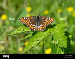 Attēlu rezultāti vaicājumam “Euphydryas maturna pupa”