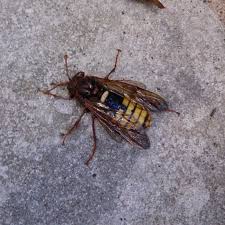 Attēlu rezultāti vaicājumam “Cimbex luteus”