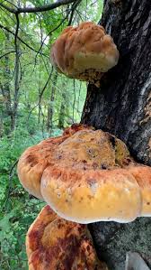 Attēlu rezultāti vaicājumam “Dictydiaethalium plumbeum young”