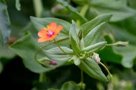 Image result for Anagallis arvensis