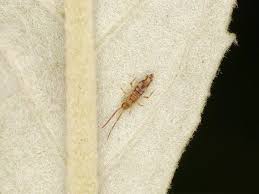 Attēlu rezultāti vaicājumam “Collembola”