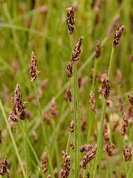Attēlu rezultāti vaicājumam “Eleocharis uniglumis fruit”