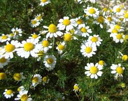 Image result for Matricaria recutita (chamomilla)