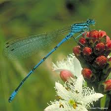 Attēlu rezultāti vaicājumam “Coenagrion puella male”