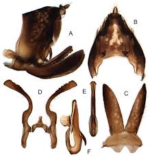 Attēlu rezultāti vaicājumam “Planaphrodes sp.”