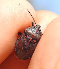 Attēlu rezultāti vaicājumam “Jalla dumosa”