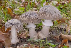 Attēlu rezultāti vaicājumam “Amanita excelsa”