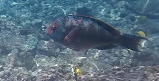 Image result for Calotomus carolinus