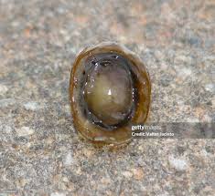 Attēlu rezultāti vaicājumam “Ancylus fluviatilis”