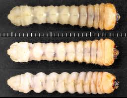 Attēlu rezultāti vaicājumam “Plagionotus detritus”