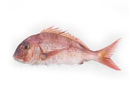 Image result for Dentex dentex