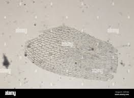 Attēlu rezultāti vaicājumam “Sphagnum teres”