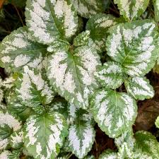 Attēlu rezultāti vaicājumam “Lamiastrum galeobdolon bud”