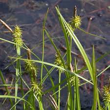 Attēlu rezultāti vaicājumam “Carex lepidocarpa leaf”