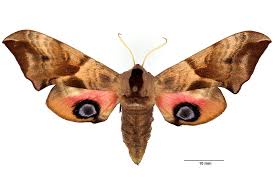 Attēlu rezultāti vaicājumam “Smerinthus ocellata”