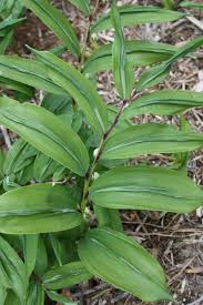 Attēlu rezultāti vaicājumam “Polygonatum odoratum”