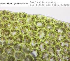 Attēlu rezultāti vaicājumam “Geocalyx graveolens”