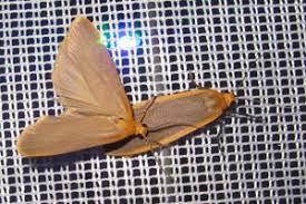 Attēlu rezultāti vaicājumam “Eilema depressa imago”