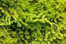 Attēlu rezultāti vaicājumam “Campylium stellatum”