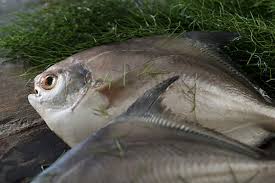 Image result for Chrysoblephus cristiceps