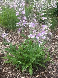 Image result for Penstemon