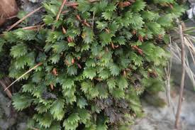 Attēlu rezultāti vaicājumam “Fissidens”