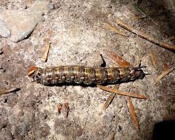 Attēlu rezultāti vaicājumam “Sphinx pinastri larva”