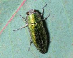Attēlu rezultāti vaicājumam “Buprestidae”