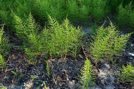 Attēlu rezultāti vaicājumam “Equisetum arvense”