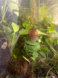 Attēlu rezultāti vaicājumam “Hildenbrandia rivularis”