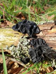 Attēlu rezultāti vaicājumam “Phleogena faginea young”