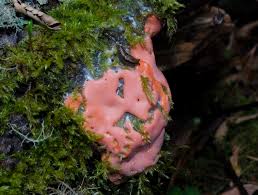 Attēlu rezultāti vaicājumam “Dictydiaethalium plumbeum”