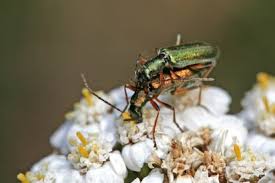Attēlu rezultāti vaicājumam “Chrysanthia geniculata”