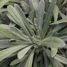 Image result for Helichrysum lindleyii