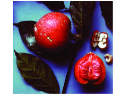 Attēlu rezultāti vaicājumam “Odontites vulgaris fruit”