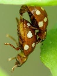 Attēlu rezultāti vaicājumam “Calvia quatuordecimguttata”