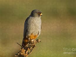 Image result for Falco vespertinus