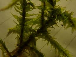 Attēlu rezultāti vaicājumam “Rhytidiadelphus triquetrus”