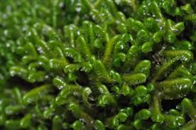 Attēlu rezultāti vaicājumam “Barbilophozia lycopodioides macro”