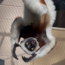 Attēlu rezultāti vaicājumam “Lycogala confusum young”