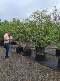 Attēlu rezultāti vaicājumam “Cydonia oblonga”