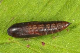 Attēlu rezultāti vaicājumam “Colobochyla salicalis”