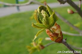 Attēlu rezultāti vaicājumam “Aesculus x hybrida bud”