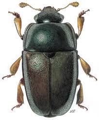 Attēlu rezultāti vaicājumam “Meligethes sp.”